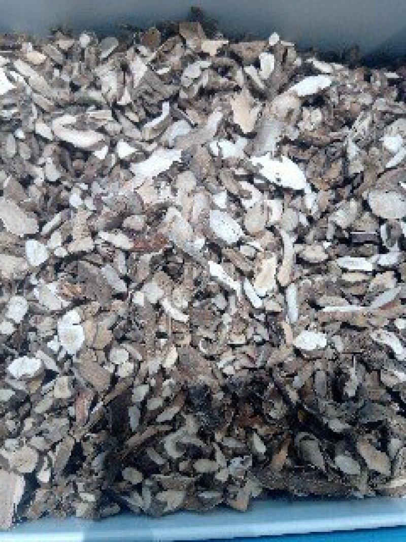 石菖蒲1公斤起批运费电议供应千种中药材欢迎咨询各种中药材