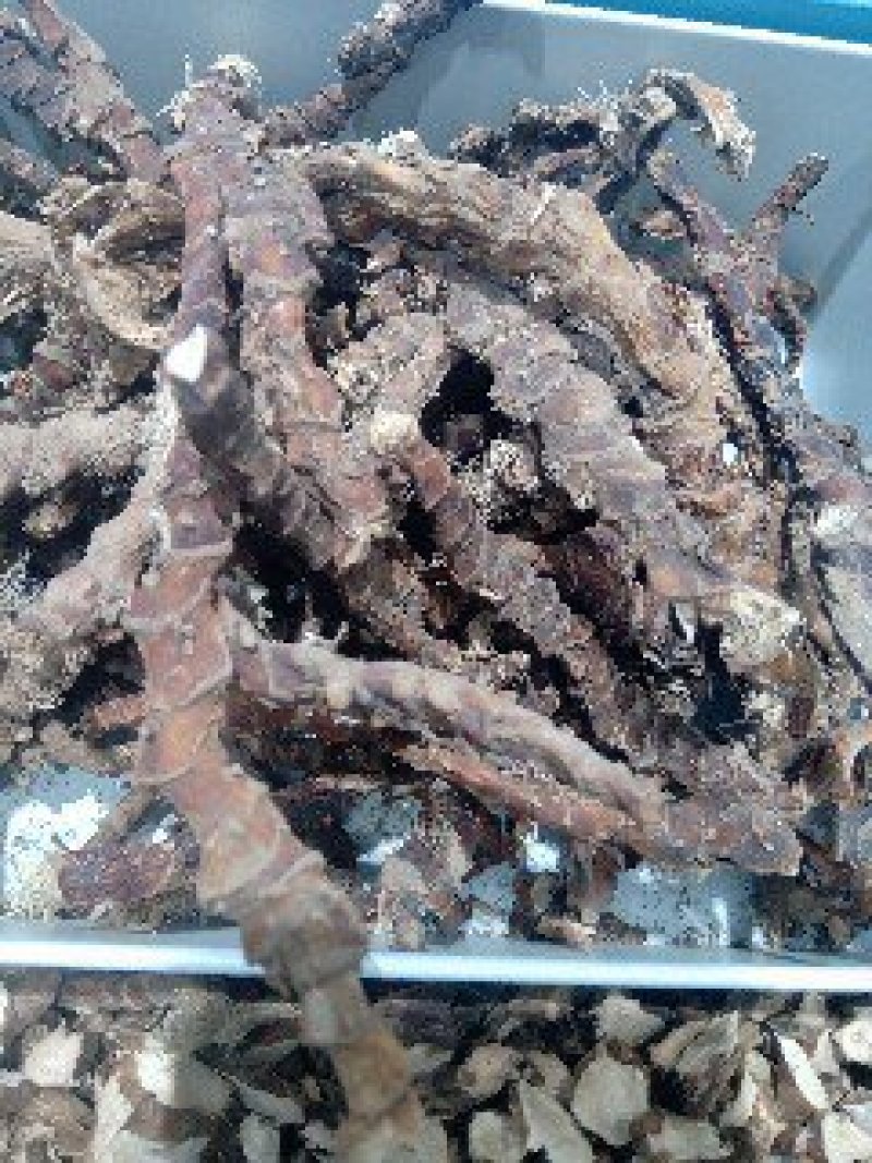 石菖蒲1公斤起批运费电议供应千种中药材欢迎咨询各种中药材