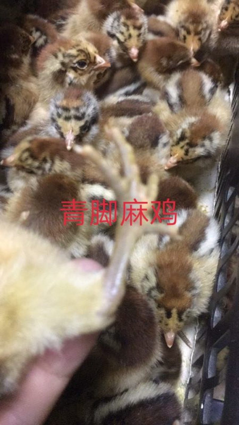 【优质青脚麻出壳苗】厂家直销，包疫苗，路损包赔。量大从优