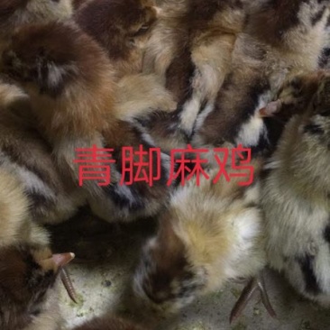 【优质青脚麻出壳苗】厂家直销，包疫苗，路损包赔。量大从优
