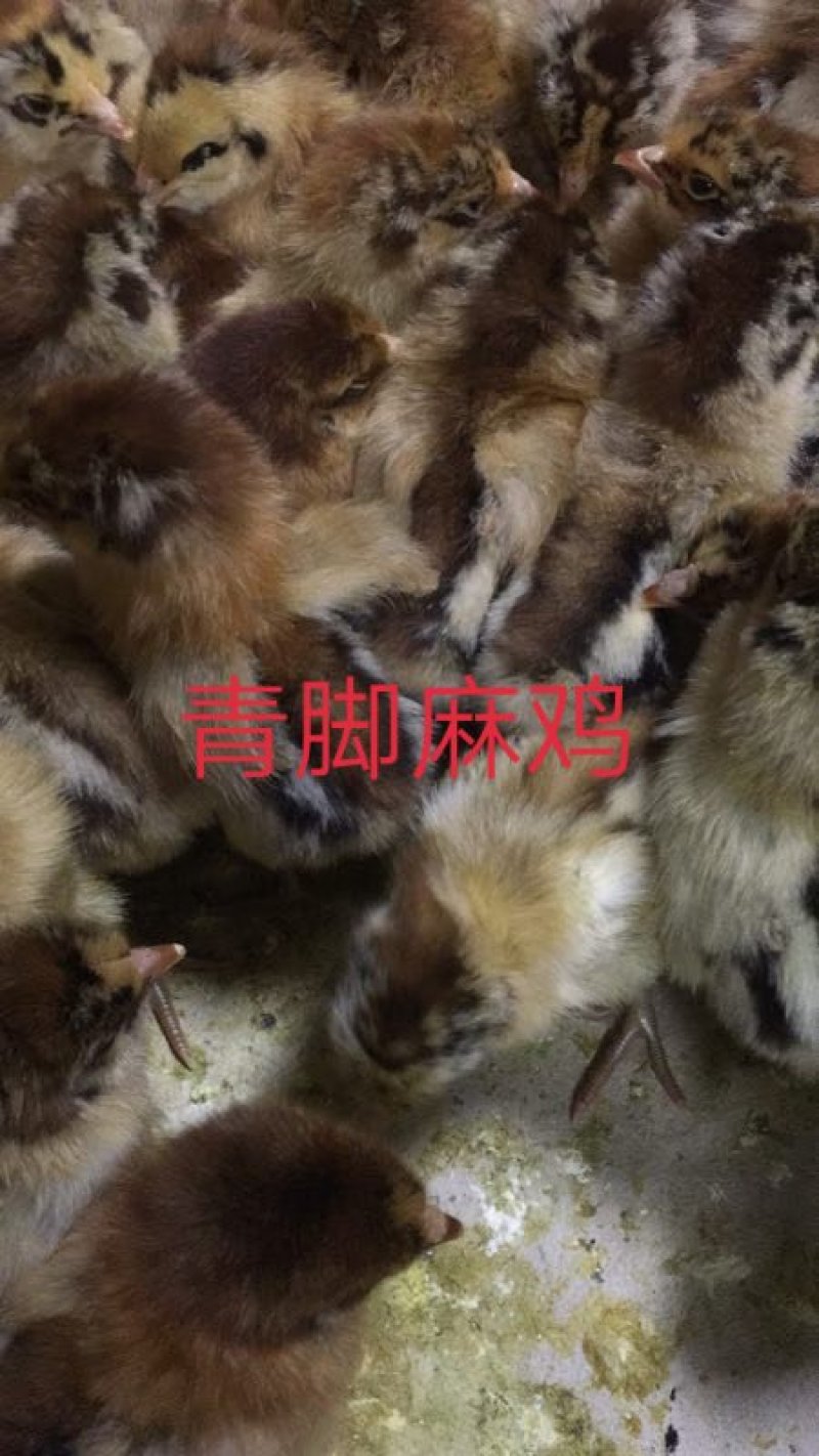 【优质青脚麻出壳苗】厂家直销，包疫苗，路损包赔。量大从优