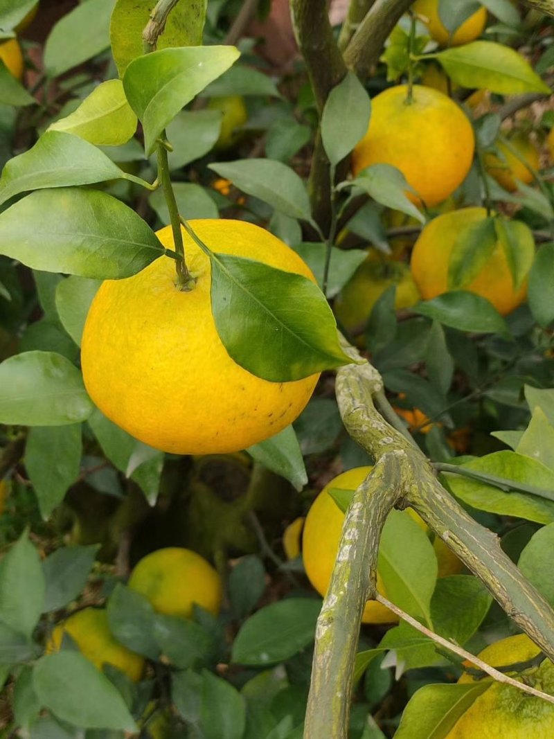 蜜桔蜜橘兴津