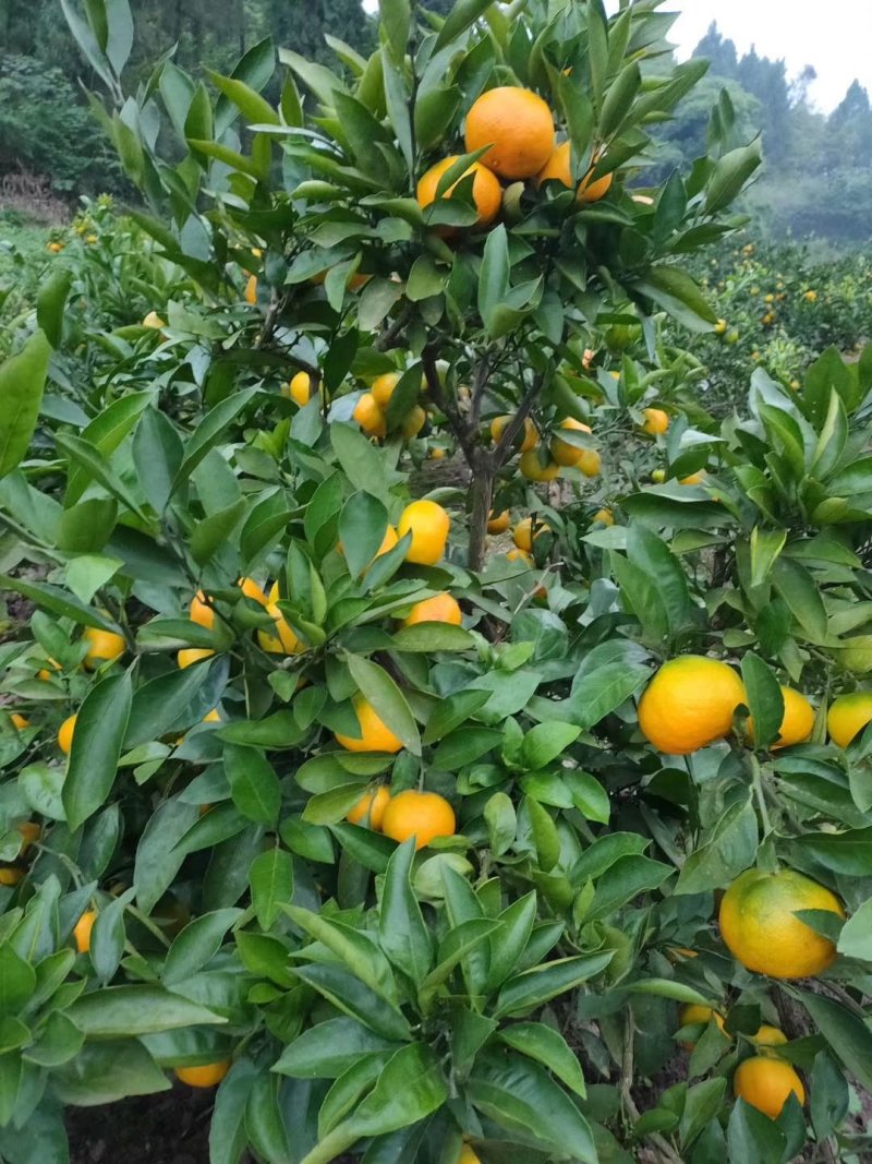 蜜桔蜜橘兴津
