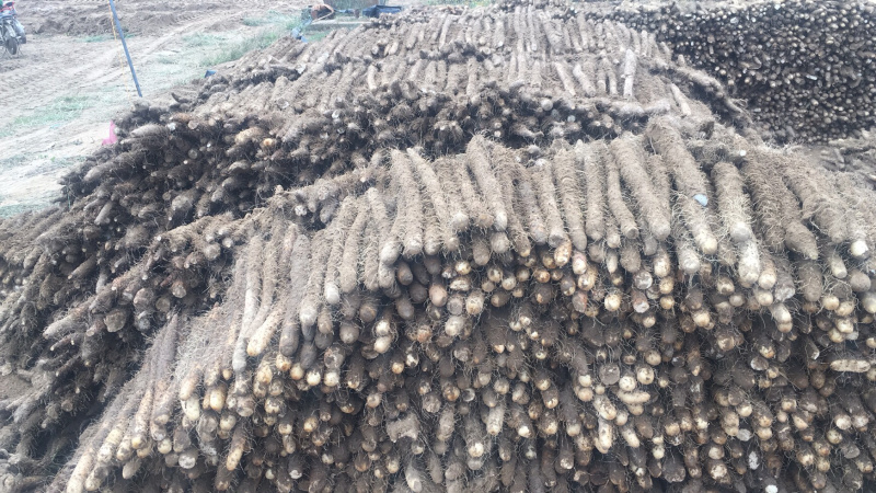 棒药，地磅要调形好，口感好