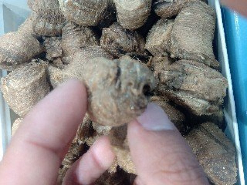桑螵蛸1公斤起批运费电议邮量大从优欢迎咨询
