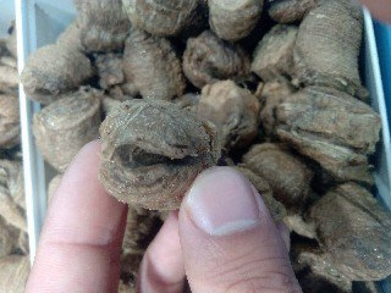 桑螵蛸1公斤起批运费电议邮量大从优欢迎咨询