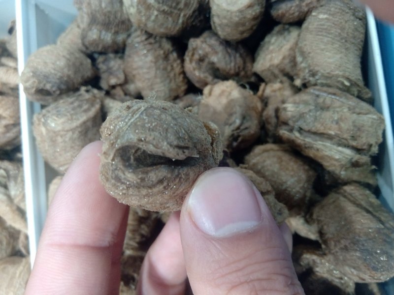 桑螵蛸1公斤起批运费电议邮量大从优欢迎咨询