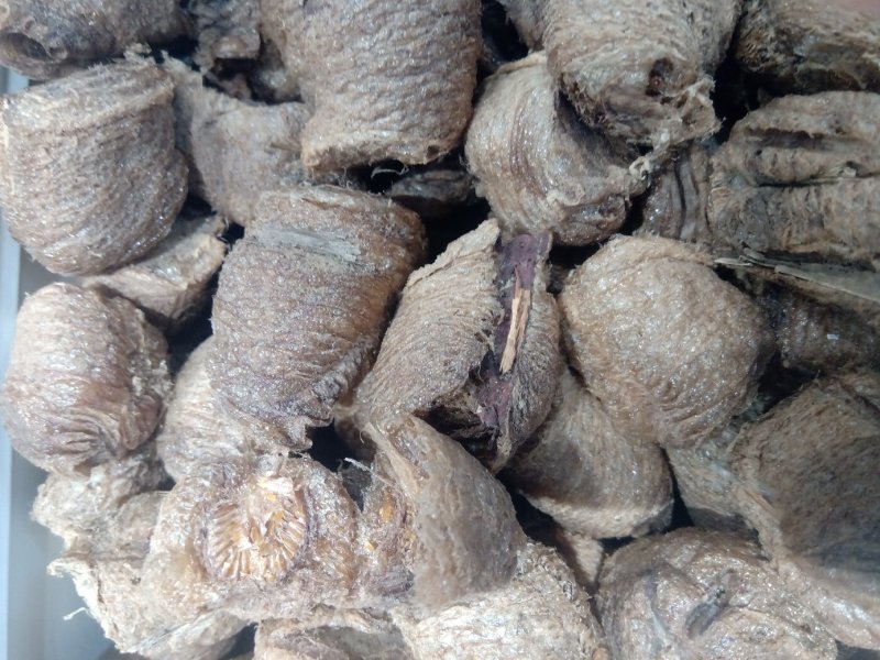 桑螵蛸1公斤起批运费电议邮量大从优欢迎咨询
