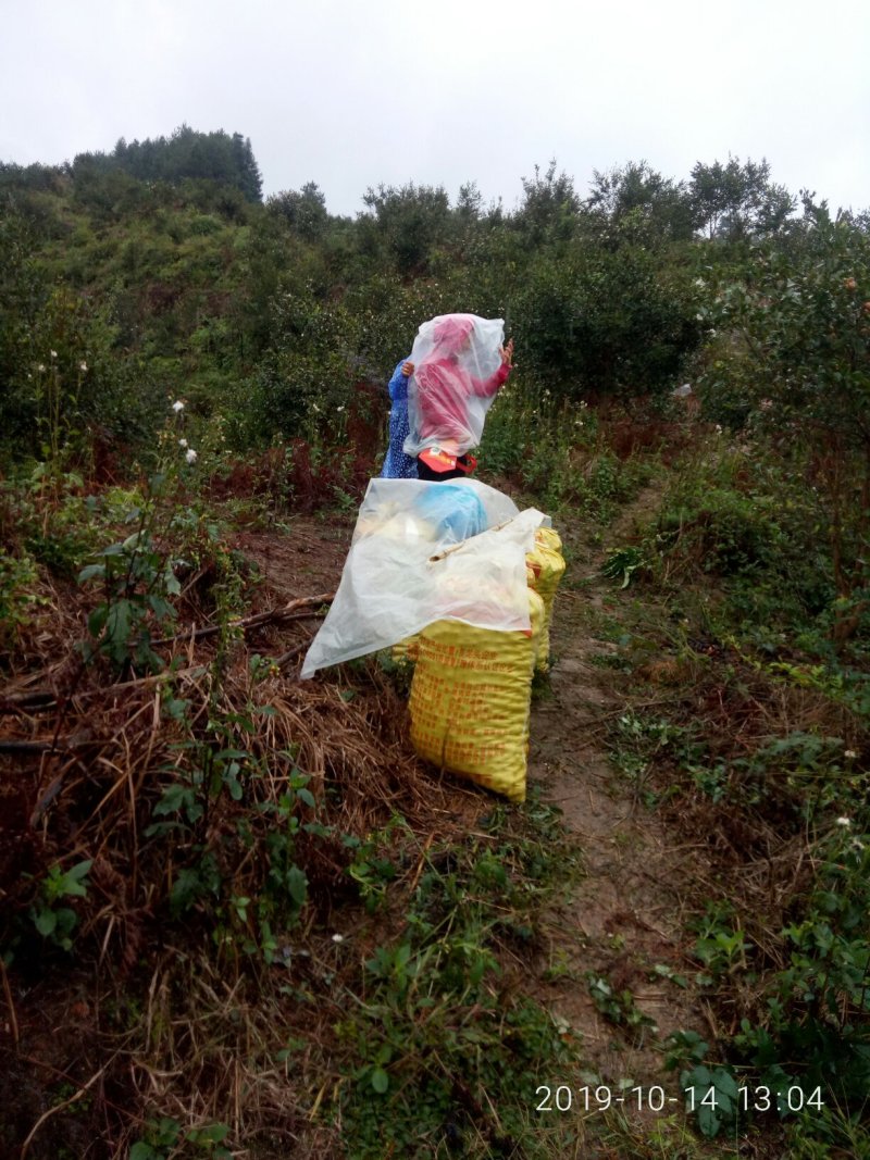 山茶油