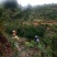 山茶油