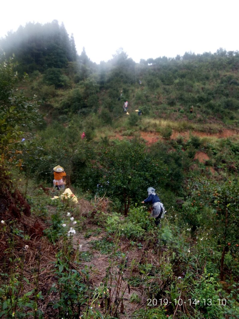 山茶油