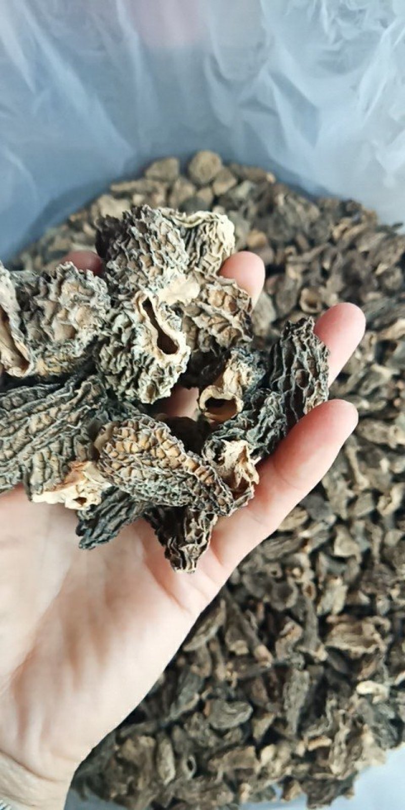 全国包邮云南精品食用菌野生菌野生羊肚菌。。