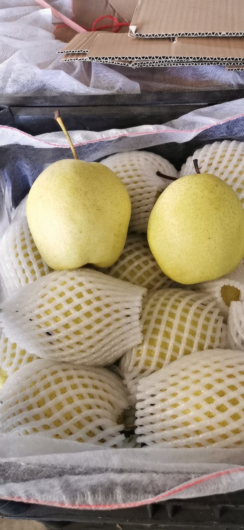 雪花梨一级大果果形饱满甘甜爽脆【冷库/鲜货】