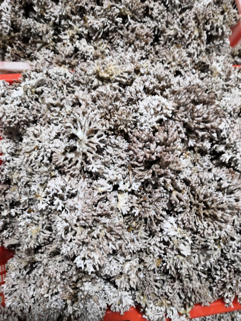 热卖武夷山龙爪菇（鲜货），一年四季供应天天发货