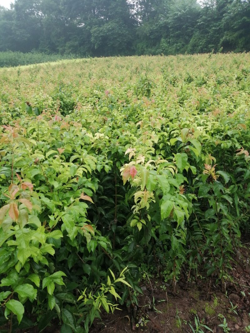 自家苗圃种植李子苗五月脆脆红李青脆李多种规格