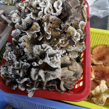 干巴菌一首货源专注精品质优价廉诚信经营不好