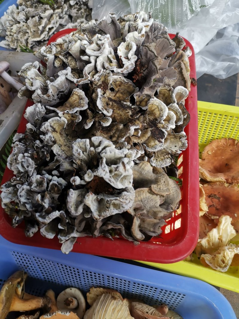 干巴菌一首货源专注精品质优价廉诚信经营不好