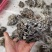 干巴菌一首货源专注精品质优价廉诚信经营不好