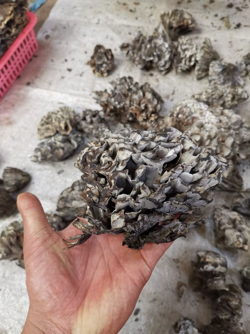 干巴菌一首货源专注精品质优价廉诚信经营不好