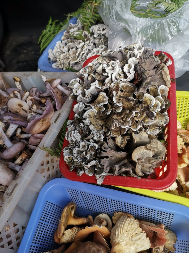 干巴菌一首货源专注精品质优价廉诚信经营不好