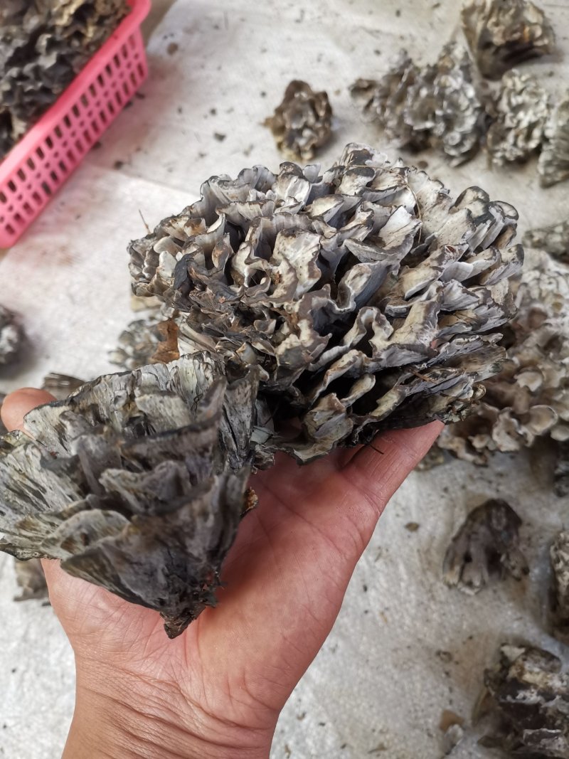 干巴菌一首货源专注精品质优价廉诚信经营不好