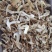 松茸干片一首货源专注精品质优价廉诚信经营