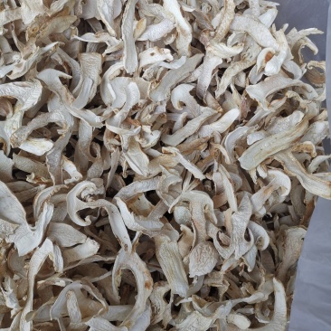 松茸干片一首货源专注精品质优价廉诚信经营