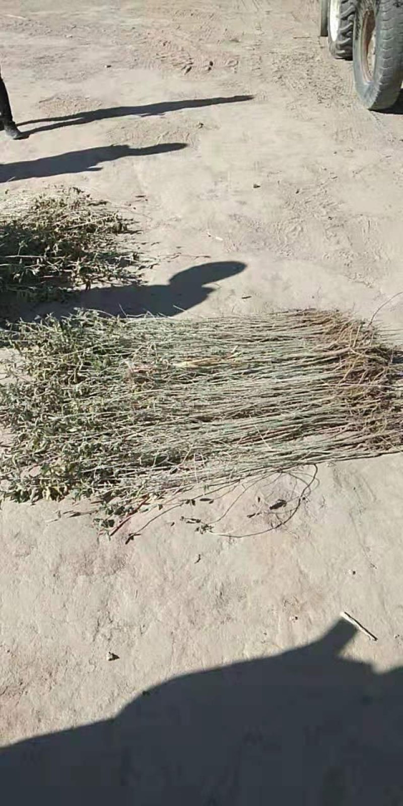 沙枣苗，各类规格，欢迎选购