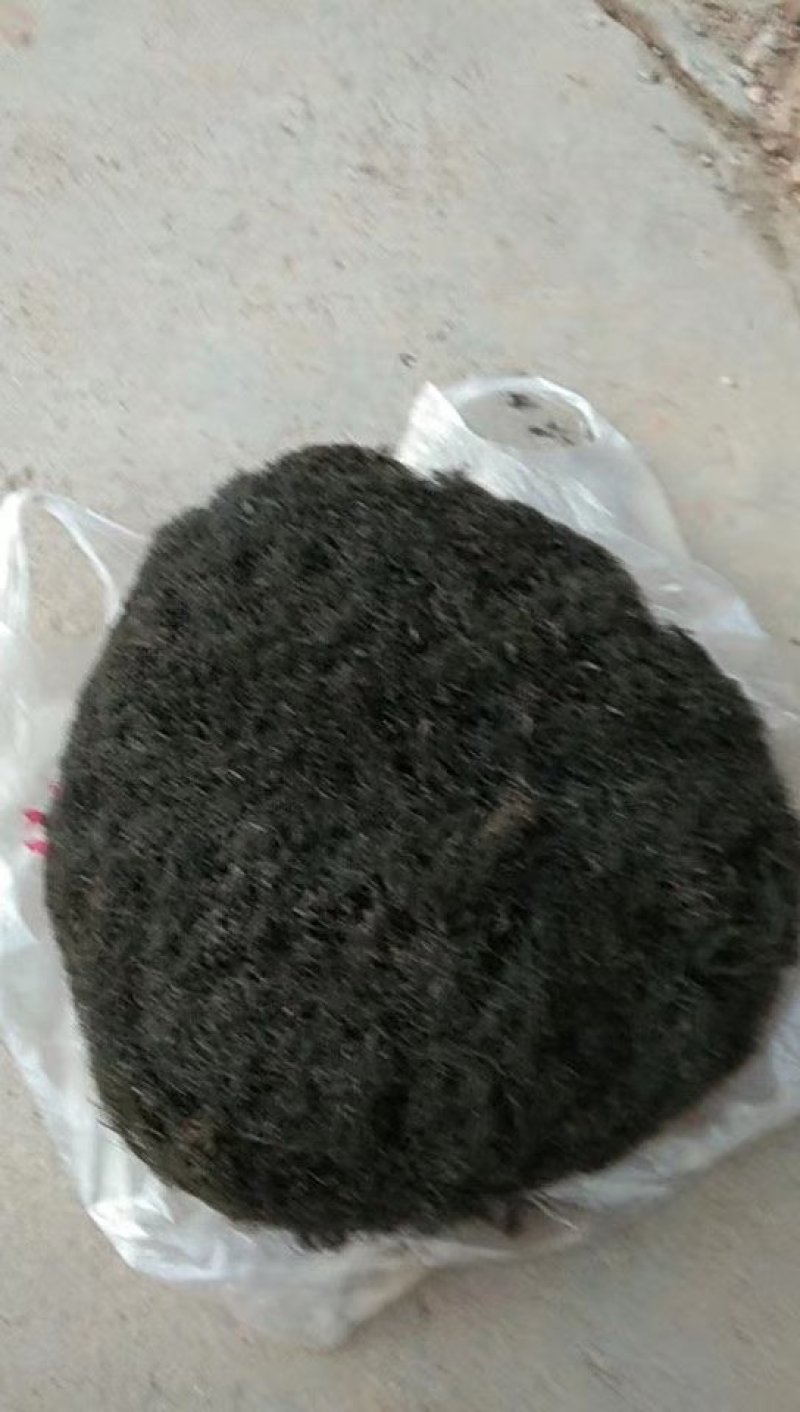 宁夏野生发菜（谐音发财，有需要的老板看过来）欢迎批发