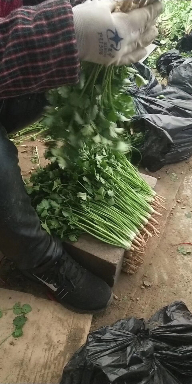 唐山陆地香菜（优级货报价）