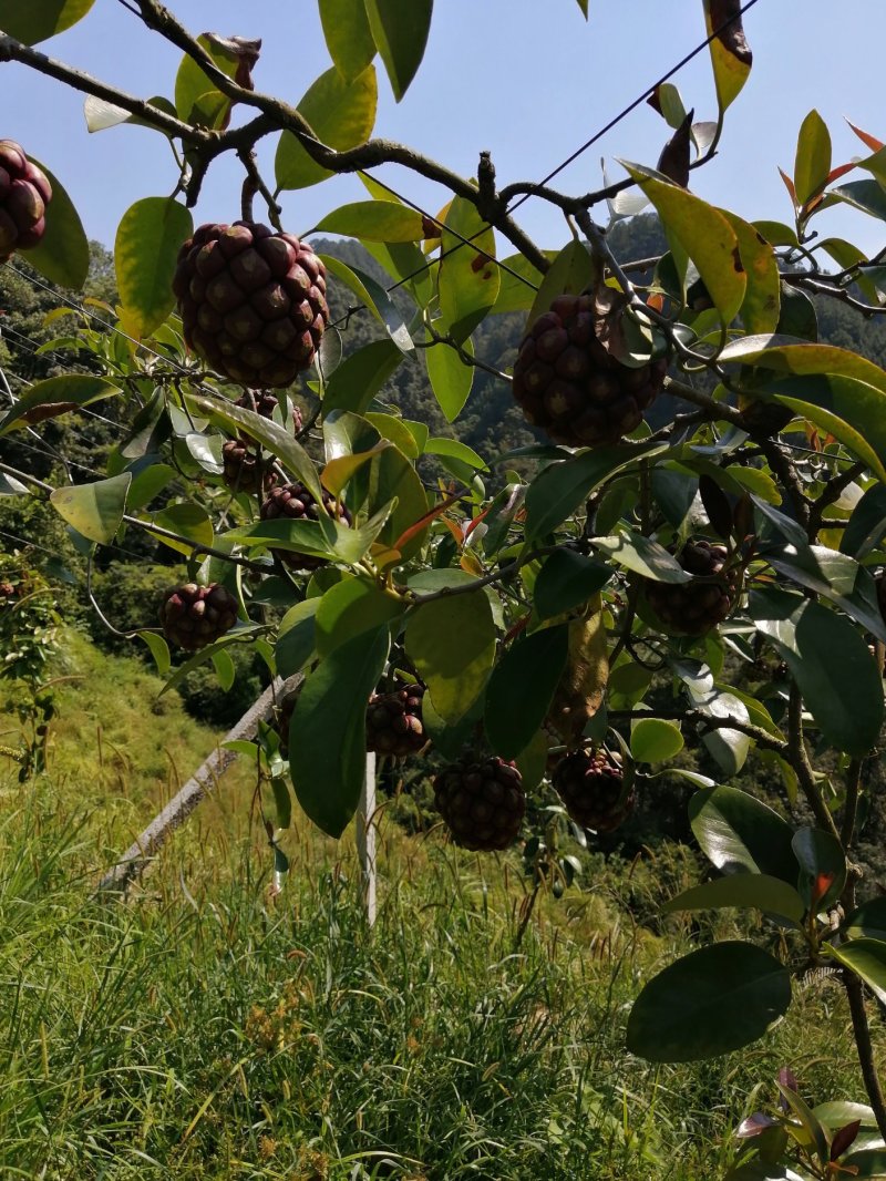 黑老虎果、布福娜果