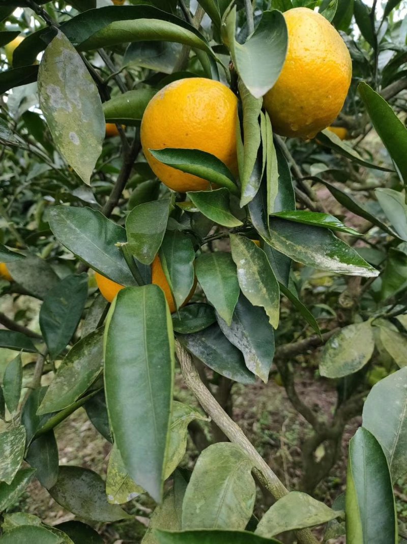 蜜桔蜜橘兴津