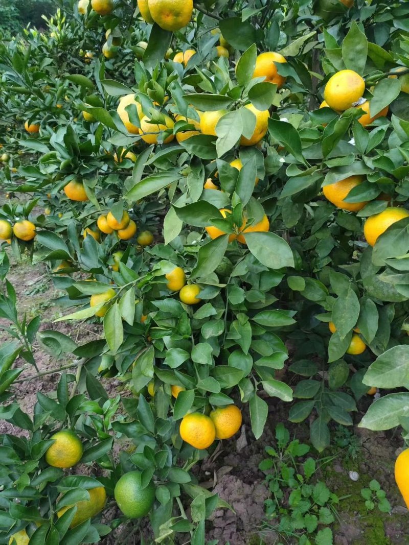 蜜桔蜜橘兴津