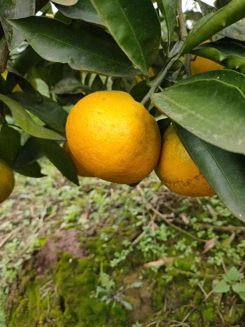 蜜桔蜜橘兴津