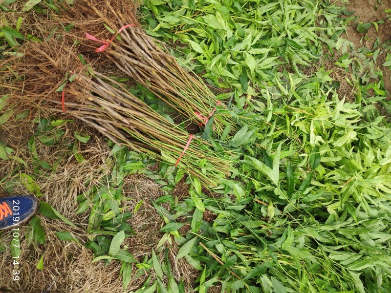 中华寿桃树中秋节上市，个头2斤，亩产6000-8000斤