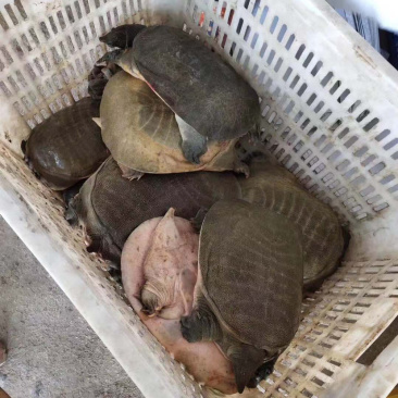 生态甲鱼