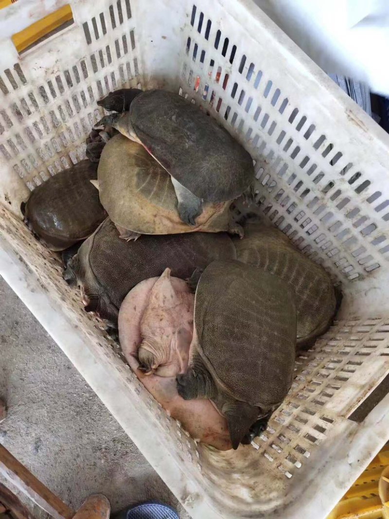生态甲鱼