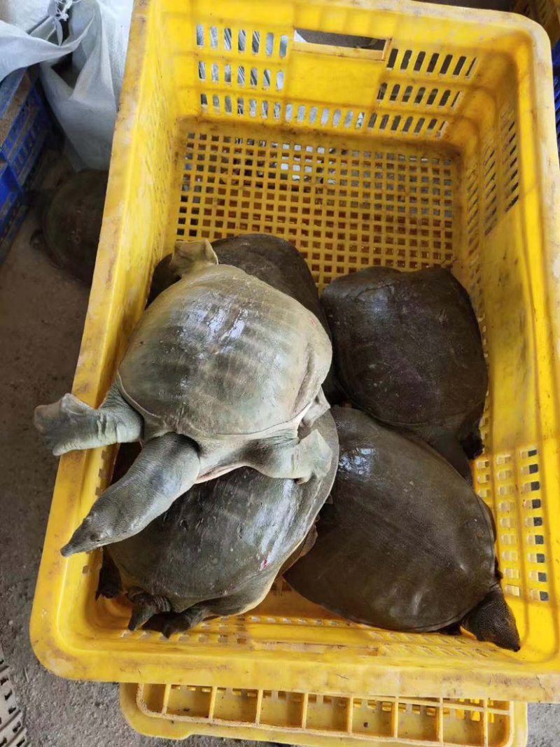 生态甲鱼