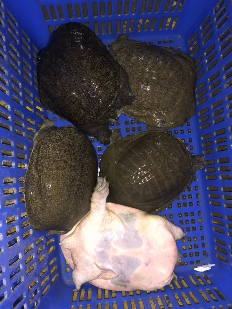 生态老甲鱼3斤4斤5斤