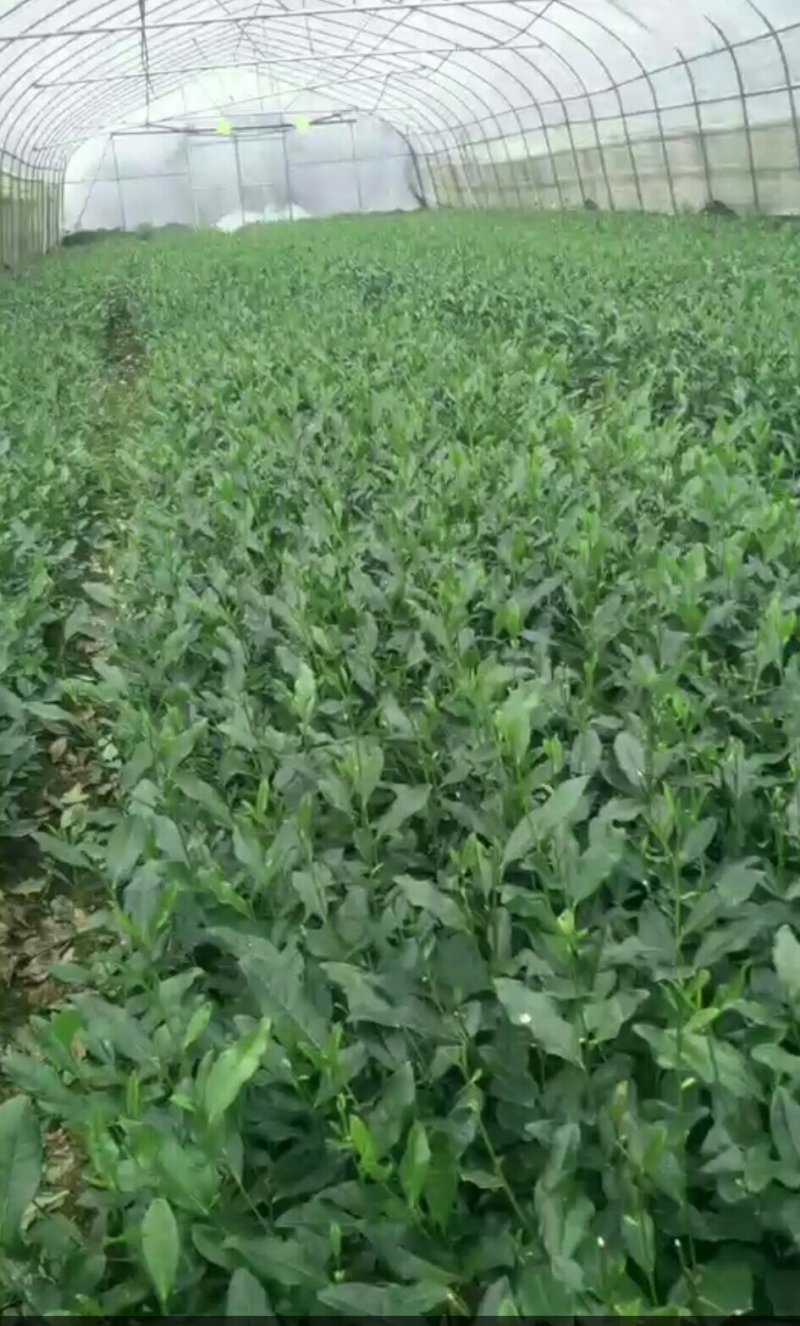 龙井43茶苗