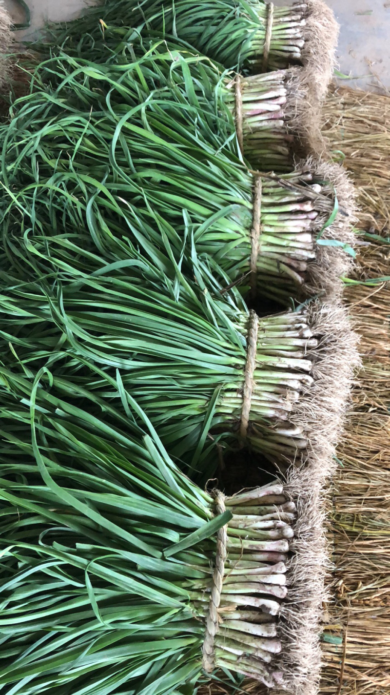 蒜苗江苏红根蒜苗基地种植现挖现发大量现货