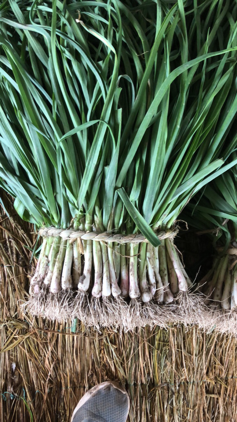 蒜苗江苏红根蒜苗基地种植现挖现发大量现货