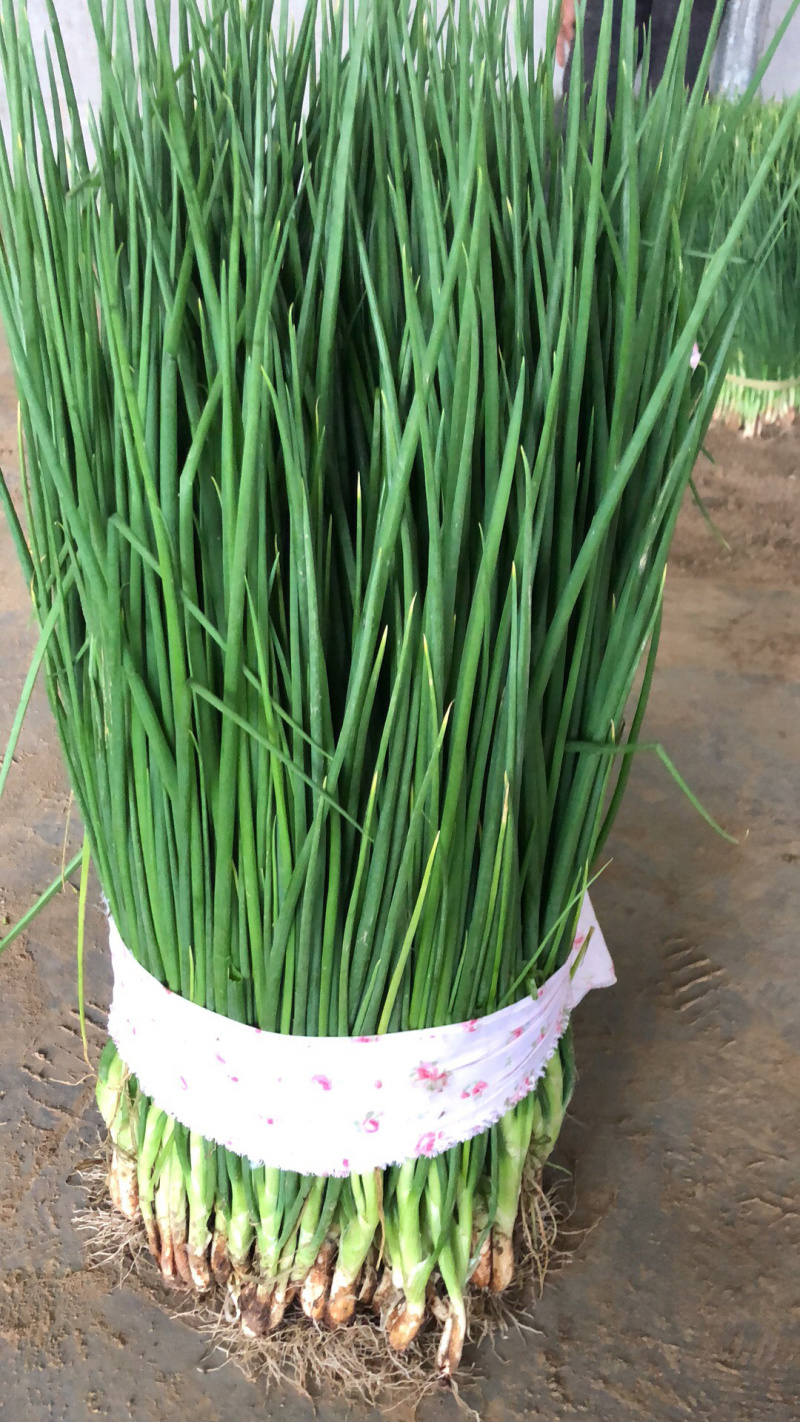 蒜苗江苏红根蒜苗基地种植现挖现发大量现货