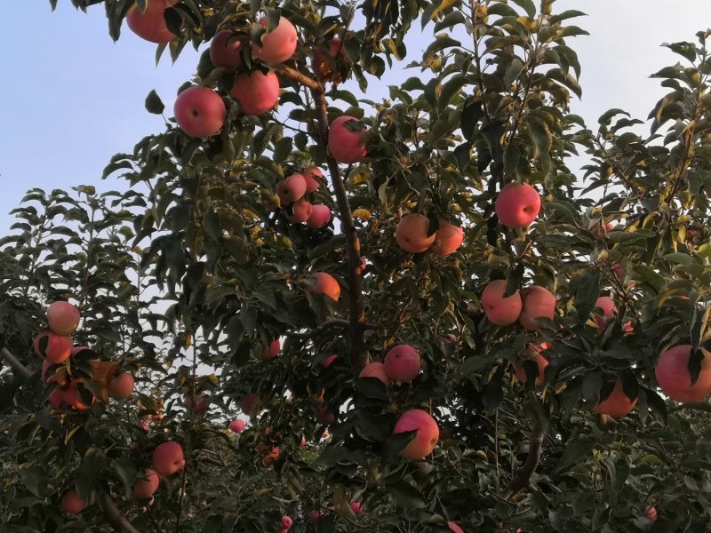 各种优质水果