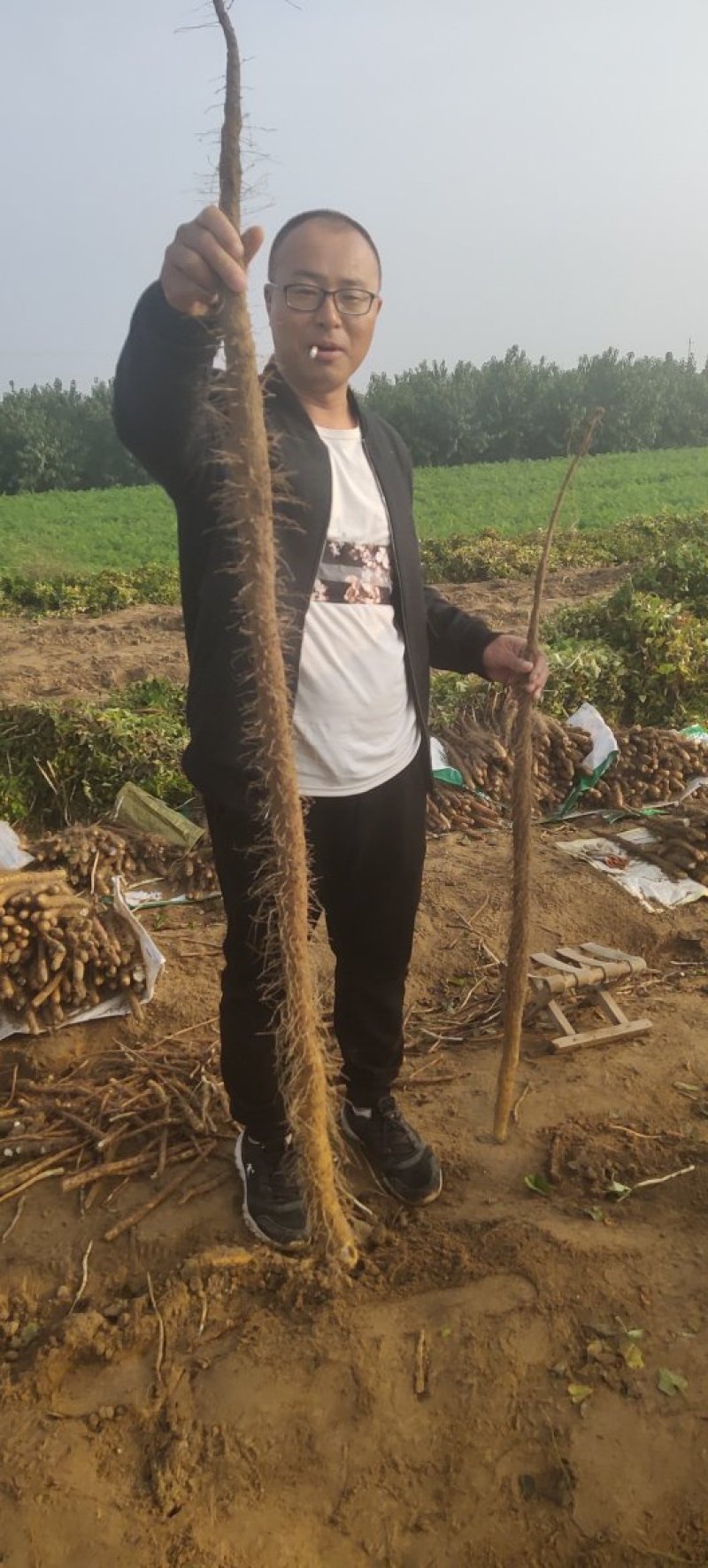 正宗大荔铁棍山药，原产地直供一手货源批发，免费一条龙服务