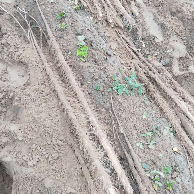 正宗大荔铁棍山药，原产地直供一手货源批发，免费一条龙服务