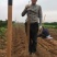 正宗大荔铁棍山药,原产地直供一手货源批发,免费一条龙服务
