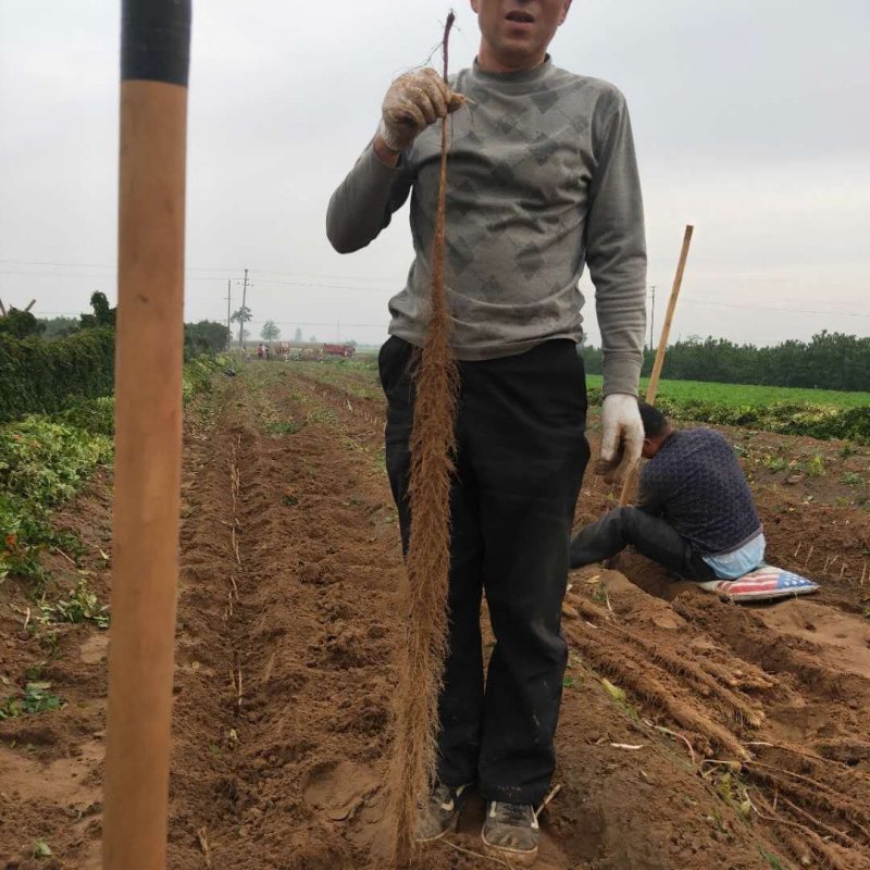 正宗大荔铁棍山药，原产地直供一手货源批发，免费一条龙服务