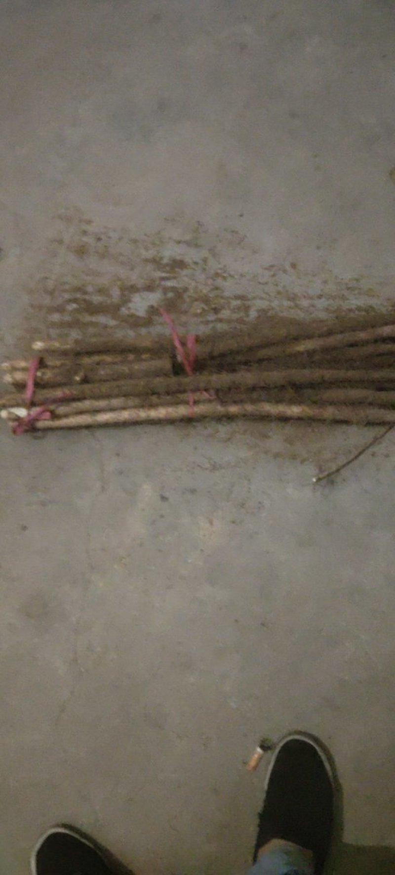 正宗铁棍山药，现挖现发，可对接全国发货，可视频看货一条龙