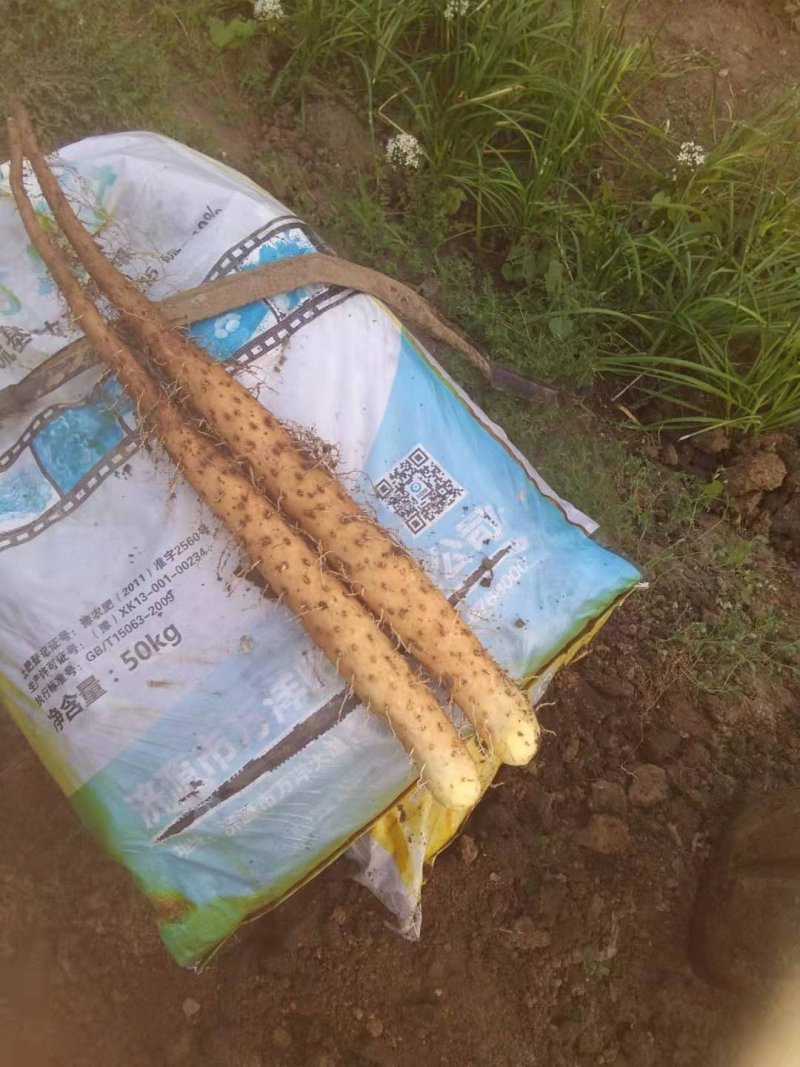 白玉山药质量优颜色好